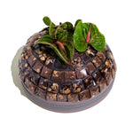 Choco anthur anthurium