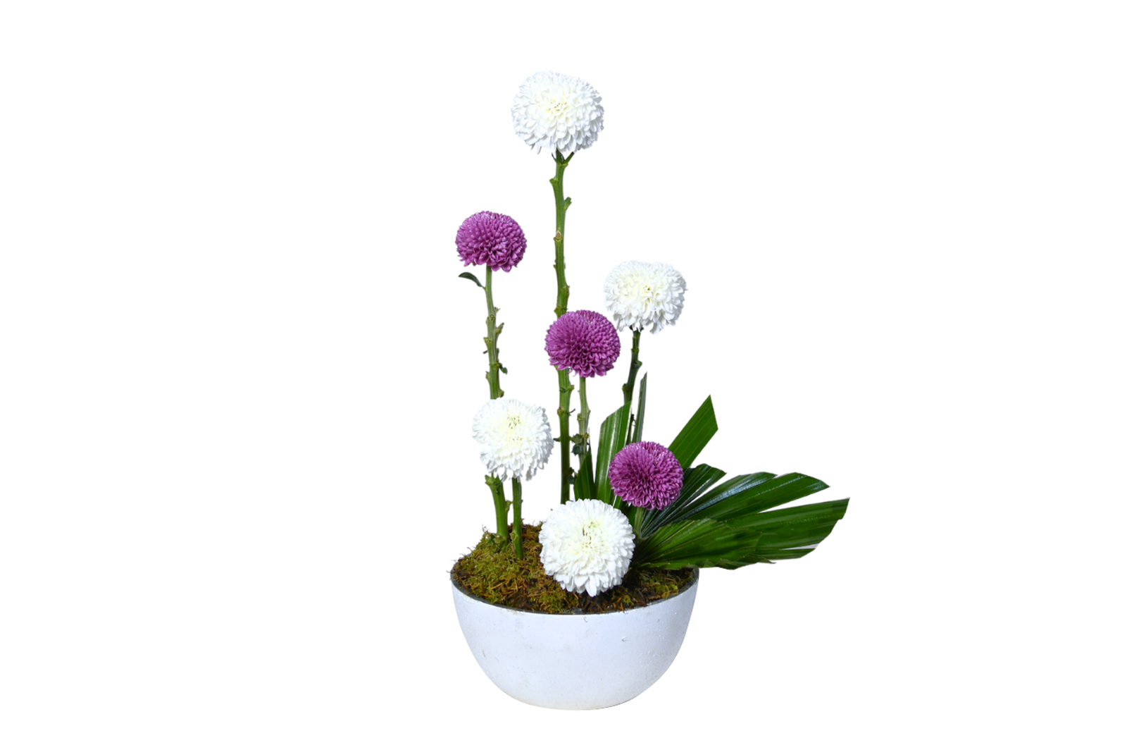Julieta Raspberry Flower Delivery Dubai | Online Florist Shop UAE | The Botanical Lounge