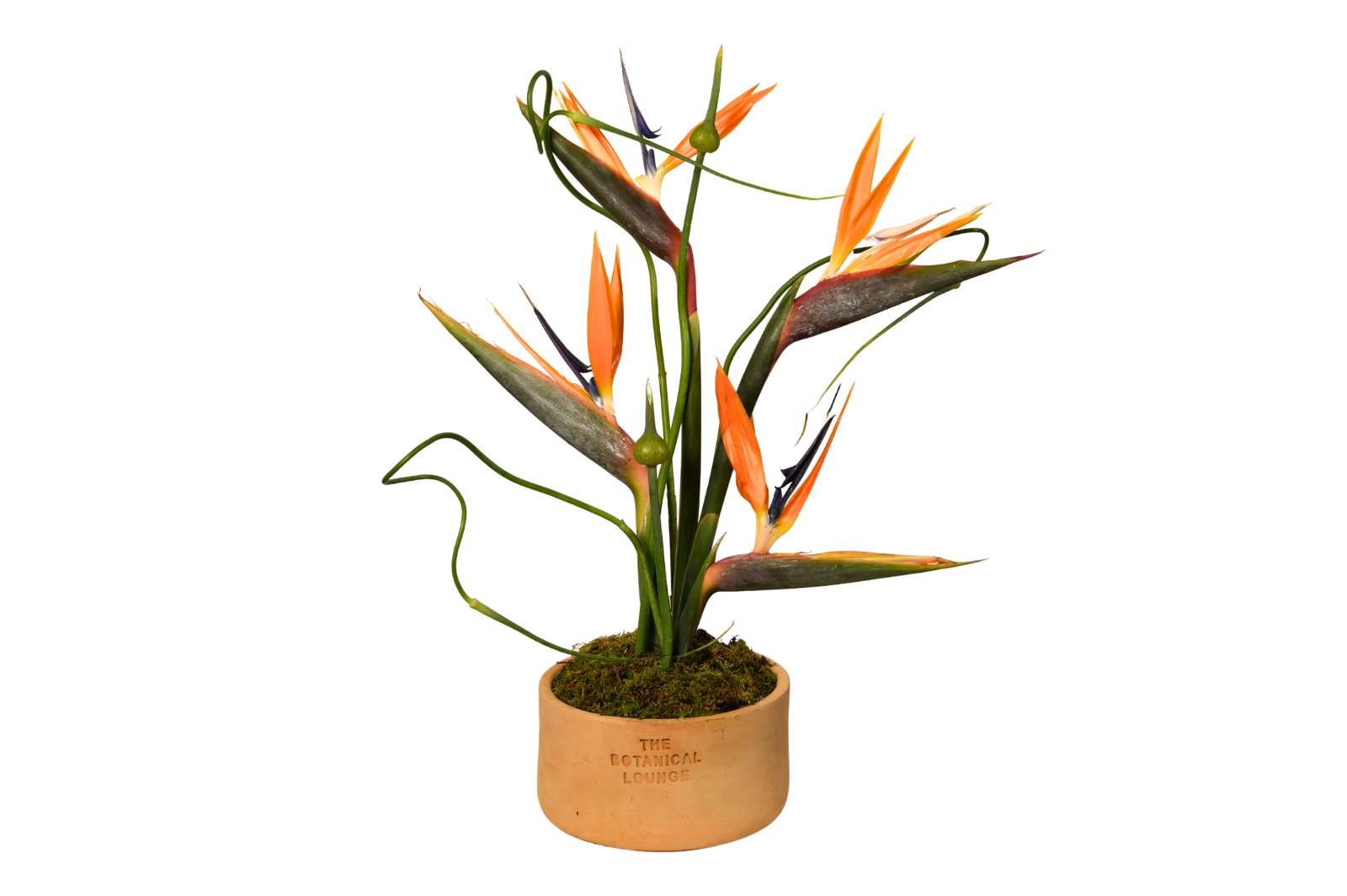 Strelitzia Fleur Haven