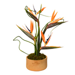 Strelitzia Fleur Haven