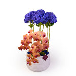 The Art Of Hydrangea With Phal